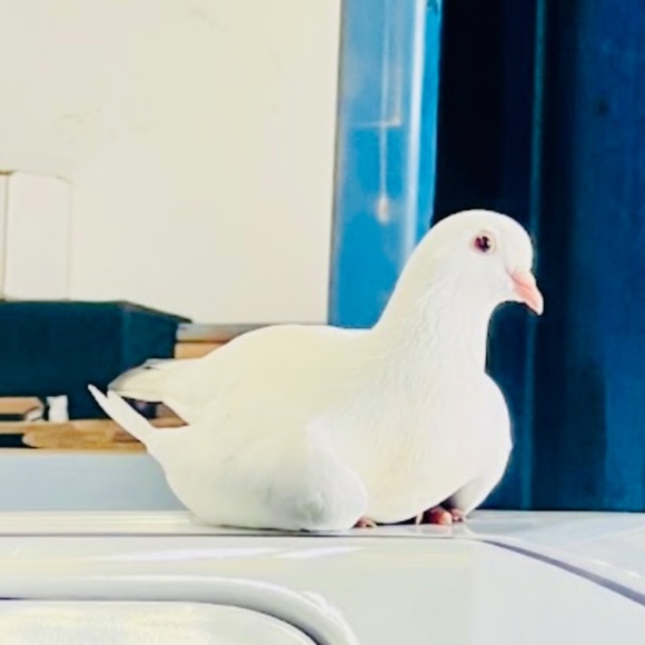 Meet your Posher, Ivonne - Picture 2 of 2